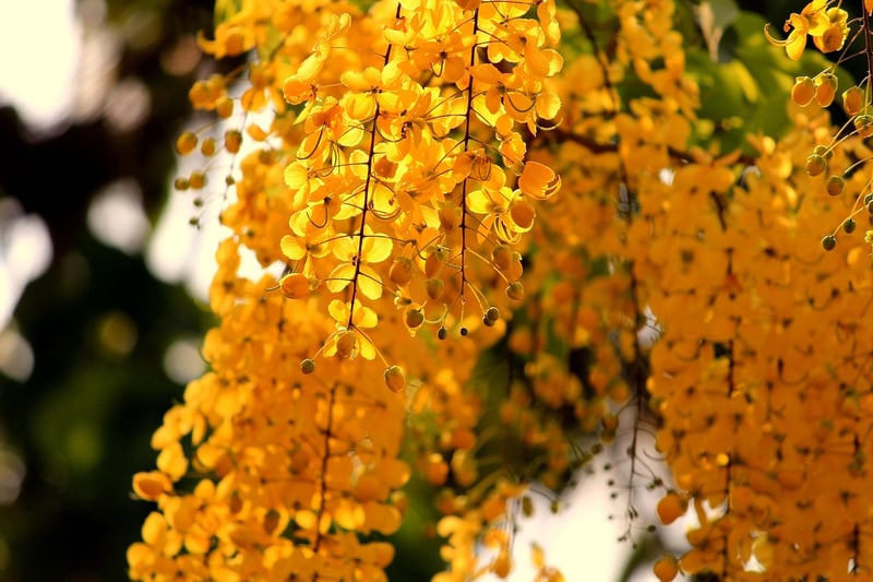 Outdoor Hanging Gardens